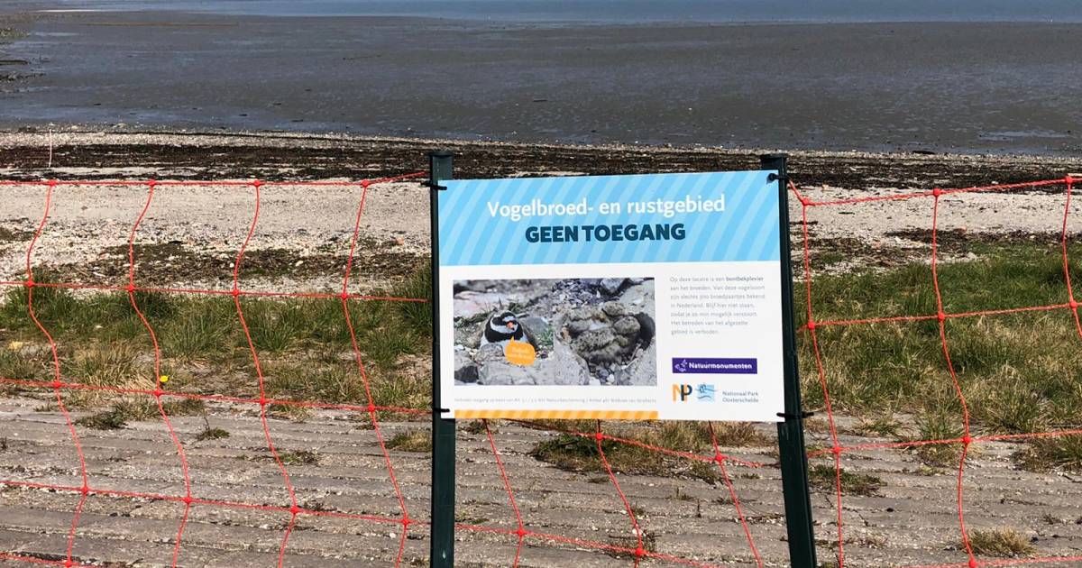 Strandje Kattendijke afgezet voor bontbekplevier