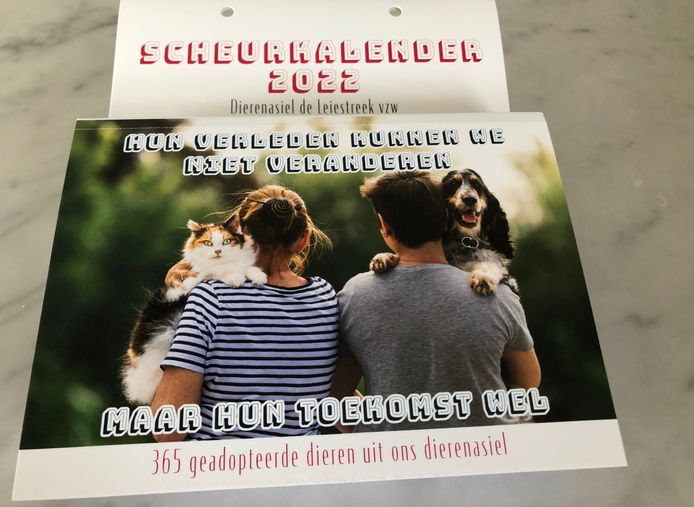 ga sightseeing Contract Spin Zo mooi en lief zijn asieldieren: scheurkalender toont 365 honden en katten  die nieuwe thuis vonden | Zwevegem | hln.be