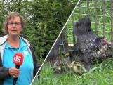 Kip adopteert zeven eendjes: 'Ze blijven je verrassen'