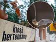 Wat had er gedaan moeten worden met mogelijke vleermuizen bij de sloop van de Kiosk?