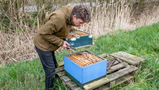 Zeeuwse imkers in zak en as: ‘Bijna al mijn bijen zijn dood’