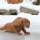 Hond zakt door ijs en wordt na ijskoud kwartier gered