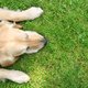 Dit kan de reden zijn dat jouw hond gras eet