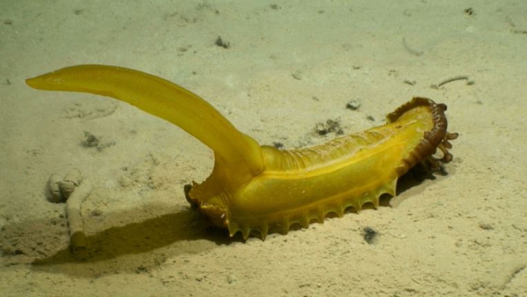 De onlangs ontdekte gele zeekomkommer Beeld NOAA Office of Ocean Exploration