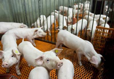 Nederlander besmet geraakt met varkensgriep