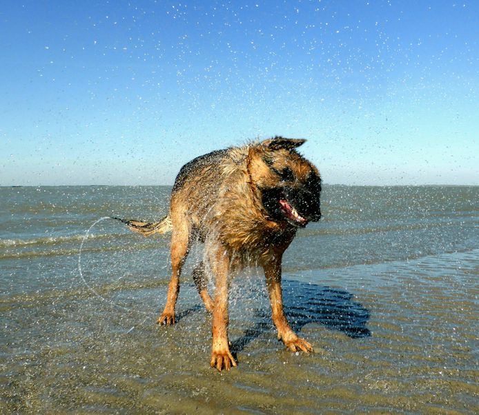 Het water spat er letterlijk af bij deze hond op het strand van Ossenisse. Foto Karin Tieleman uit Vogelwaarde.
