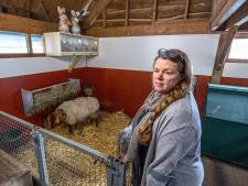 Een wolf midden in Zwolle? ‘Heel onwaarschijnlijk’, maar toch onderzoek naar aangevallen schapen