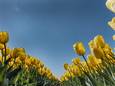 tulpen