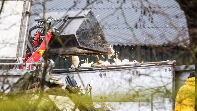 Eén jaar na de grootste vogelgriepuitbraak ooit: 186.350 kippen in Barneveld inmiddels slachtoffer