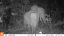 Het detectiesysteem van Hack the Planet spot olifanten in de Afrikaanse jungle.