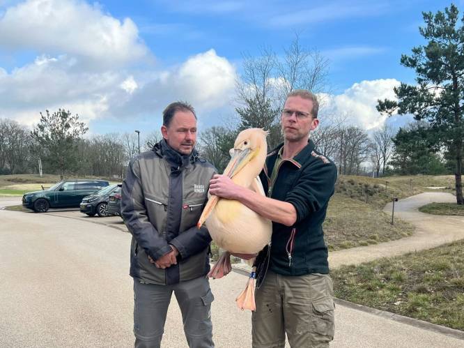 Roze pelikaan die ontsnapte uit Belgische dierentuin gevangen op Nederlandse golfbaan