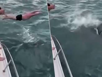 KIJK. 50-jarige “idioot” uit Nieuw-Zeeland probeert op orka en zijn jong te springen