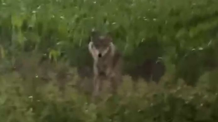 De wolf is meerdere keren gezien in Nijkerk.