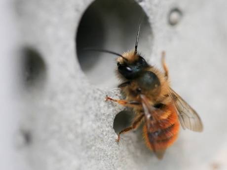 Cette brique innovante peut sauver les abeilles solitaires