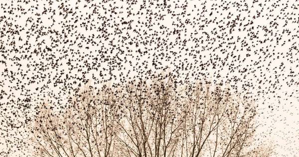 Fotograaf Stan Bouman wint prijs National Geographic met vogelfoto - De Gelderlander