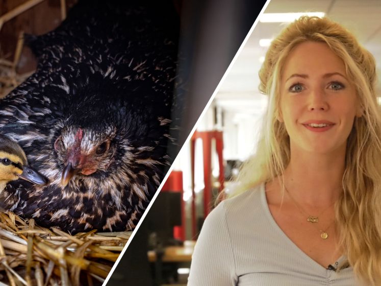 De Stentor Nieuws Update | Brand in Wanneperveen is aangestoken en kip adopteert eendjes