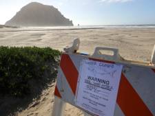 Un surfeur tué par un requin au large de la Californie