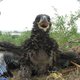 Zeldzame jonge zeearend uit de Noordoostpolder overleden aan vogelgriep