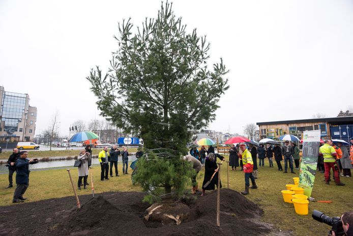 Wethouder Geldof en vicevoorzitter van HKU Majoor planten een boom op de Nieuwekade.