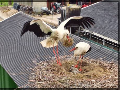 Geboortegolf onder ooievaars in de polder: ‘Vrouwtjes vechten wie op het nest mag, de sterkste wint’