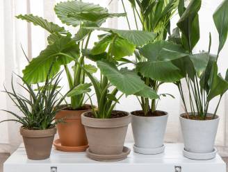 Lenteklus: hier moet je op letten wanneer je je planten verpot 