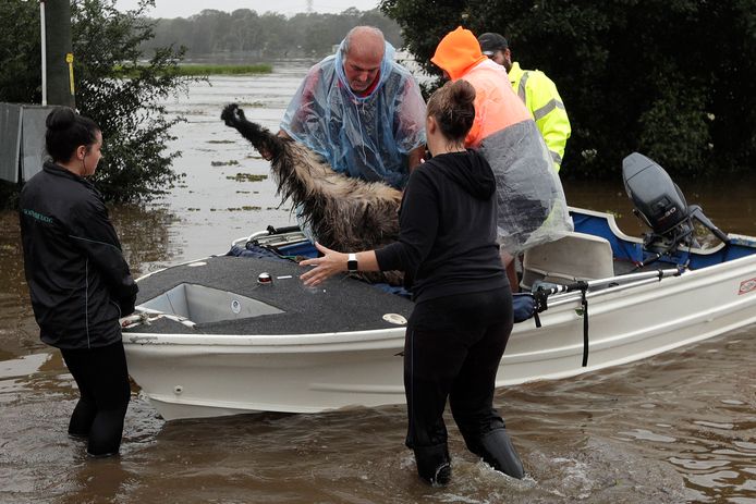 De emoe liet zich niet gemakkelijk redden.