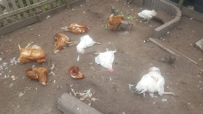 Vos vreet veertien kippen van Jean uit Oostburg | Zeeuws-Vlaanderen pzc.nl