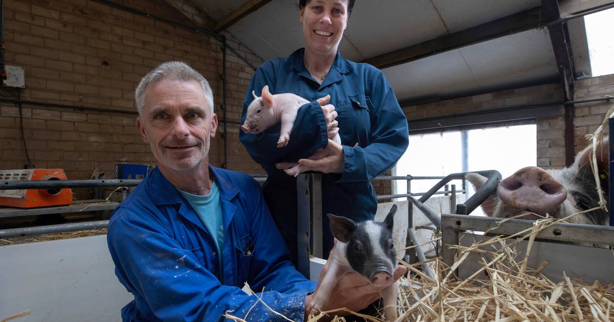 Henri van de Ven laat biologische varkenshouderij zien: ‘Dieren hebben hier drie keer zoveel ruimte 