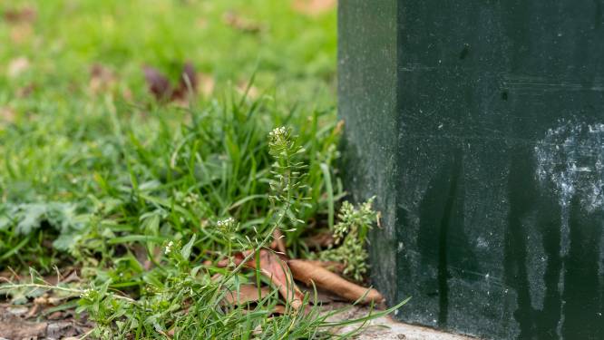 IVN neemt natuurliefhebbers mee het dorp in, want ‘daar is ook genoeg groen te vinden’