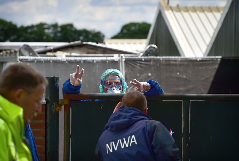 Ruimers van de NVWA aan het werk bij de nertsenfokkerij in Deurne. Beeld Marcel van den Bergh / de Volkskrant