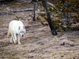 Uiterst zeldzame witte wolf doodgeschoten