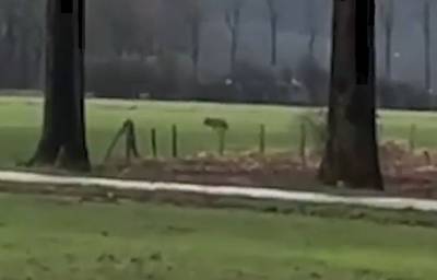 Wolf nu ook gesignaleerd in Rees