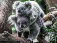 Steeds minder koala's in Australië: uitsterven ligt op de loer