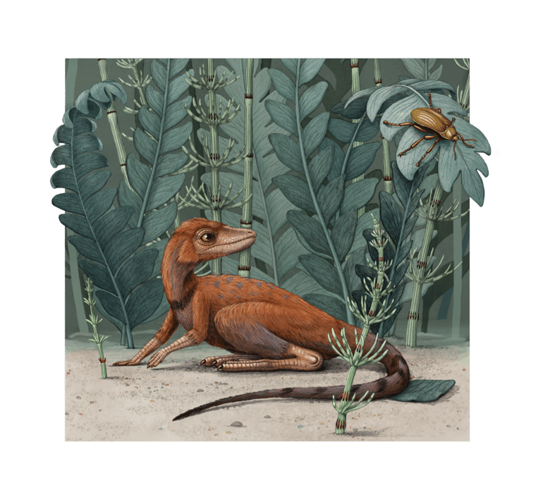 Reconstructie van de Kongonaphon kely, ‘kleine insectenvreter’.  Beeld Alex Boersma