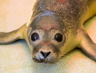 Nieuwe attractie in Sea Life: puppy van enkele dagen oud