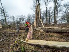 Uit voorzorg nog even niet naar bos of park, maar stormschade rond Delftse Hout valt mee