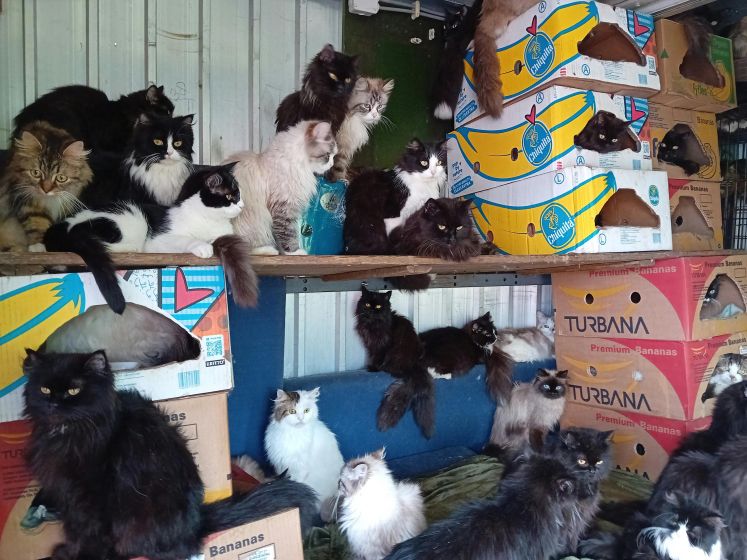 Inspectie vindt 108 katten in krappe trailer in Groningen