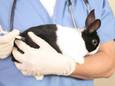 Een ziek konijn moet het steeds vaker zonder zorg doen door een tekort aan dierenartsen.