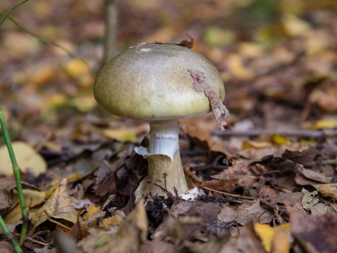Al 28 mensen vergiftigd door eten van paddenstoelen