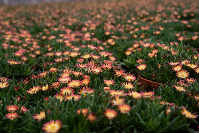 De Delosperma of Ijsbloem.