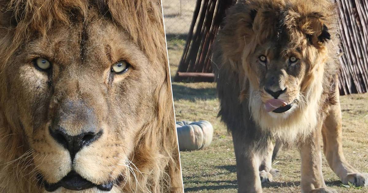 look.  After five miserable years in an abandoned zoo: ‘The world’s loneliest lion’ arrives at a hunting reserve in South Africa |  Instagram VTM News