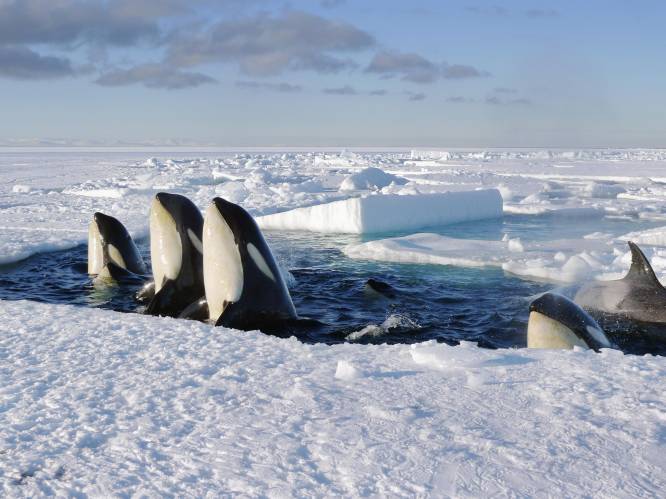 Onderzoekers: zee-ijs zit bomvol plastic