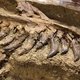 Na dik 66 miljoen jaar ontdekt: botten van een baby T. rex