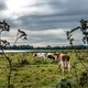 De zwarte ooievaar broedend in Nederland: die droom komt steeds dichterbij