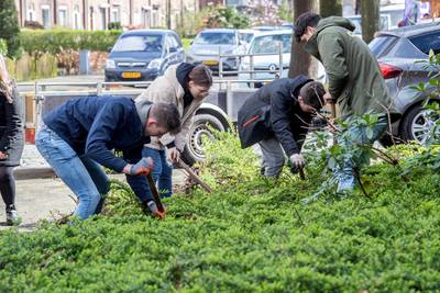 Struikrovers in Rijen op zoek naar een hulst, een perkplant of een kweepeer