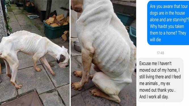 Deze hond was zo verwaarloosd dat je niet eens kon zien welk ras hij was