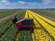Door het zachte voorjaar stonden tulpen in Flevoland eerder dan verwacht in bloei, maar door het barre weer in de laatste weken beginnen agrariërs eerder met koppen.