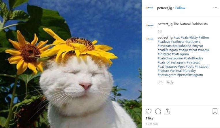 #catsofinstagram Beeld Instagram