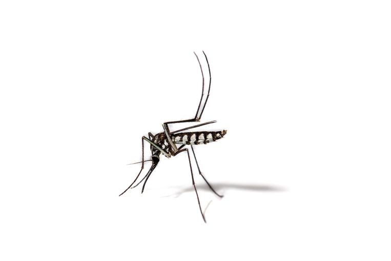 Aedes albopictus. Beeld Getty