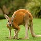 Australische vrouw aangevallen door kangoeroe